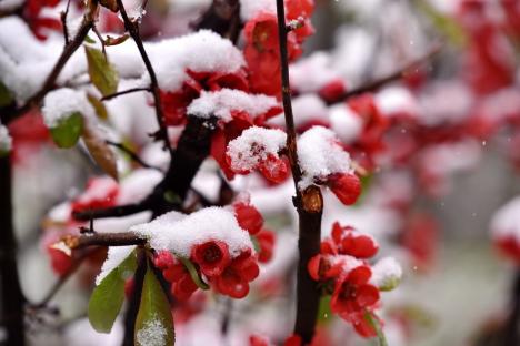 Adio, fructe! Înghețurile neașteptate din ultimele săptămâni au distrus culturile de fructe timpurii din Bihor (FOTO)