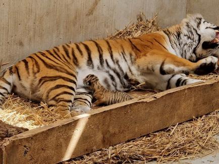 Premieră istorică la Zoo Oradea: S-au născut doi pui de tigru siberian (FOTO)