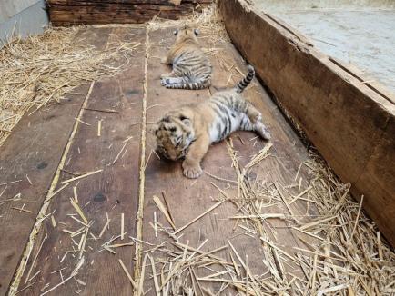 Premieră istorică la Zoo Oradea: S-au născut doi pui de tigru siberian (FOTO)