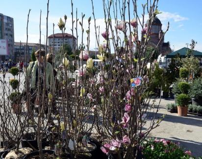 Cele mai noi tendinţe de amenajare de grădini şi terase, la Lotus Center (FOTO) 