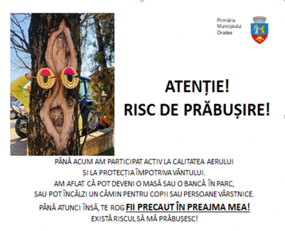 Atenție la copaci! Arborii periculoși din Oradea vor fi semnalizați