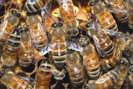 Albinele furioase: au întrerupt o partidă de fotbal (VIDEO)