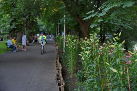Chioşcul a dispărut, florile rămân: O parte din Parcul Libertăţii va fi întreţinută de Fundaţia Comunitară Oradea (FOTO)