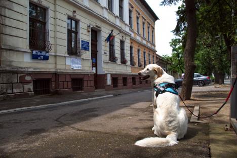 În Bihor, la ora 15, prezența la vot depășește 30% atât la alegerile locale, cât și la alegerile europarlamentare (FOTO)