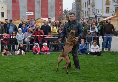 Campionat internaţional de câini ciobăneşti belgieni şi olandezi, la Oradea 