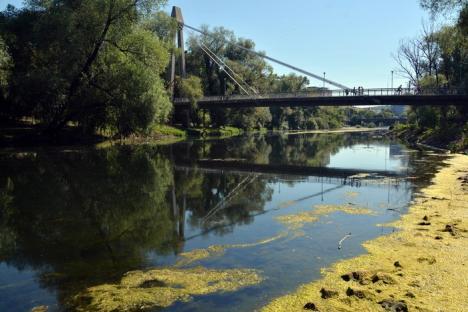 Râul Crişul Repede, invadat de alge (FOTO)