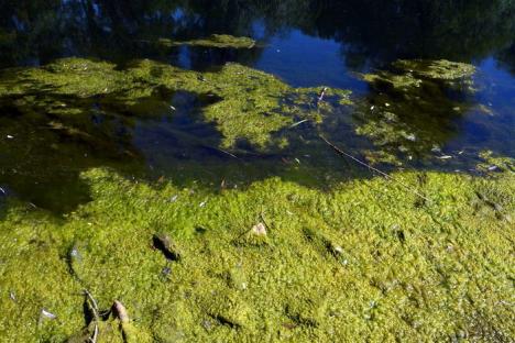 Râul Crişul Repede, invadat de alge (FOTO)