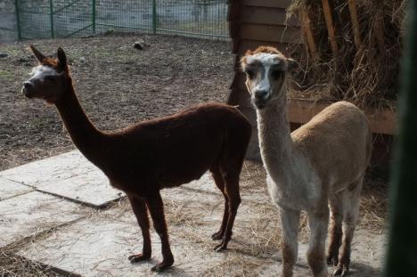 Două exemplare de alpaca, la Zoo Oradea (FOTO)