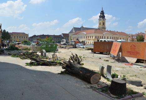 Primăria Oradea, amendată cu 40.000 de lei pentru stejarii tăiaţi în Piaţa Unirii