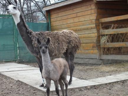 Noi animale la Zoo Oradea: un pui de lamă, trei miei și doi iezi de Camerun (FOTO)