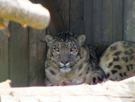 Zoo Oradea şi-a îmbogăţit colecţia: Animale aduse din Franţa şi Ungaria (FOTO)