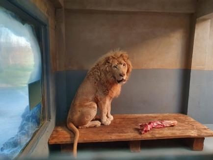 Zoo Oradea şi-a îmbogăţit colecţia: Animale aduse din Franţa şi Ungaria (FOTO)
