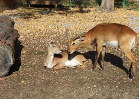 Noi animale la Zoo Oradea : Printre ele, o specie rară de lemuri (FOTO)