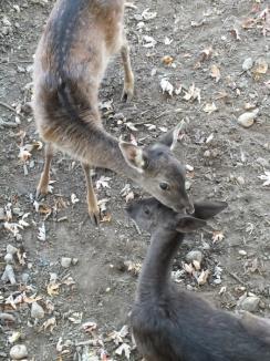 Noi animale la Zoo Oradea : Printre ele, o specie rară de lemuri (FOTO)