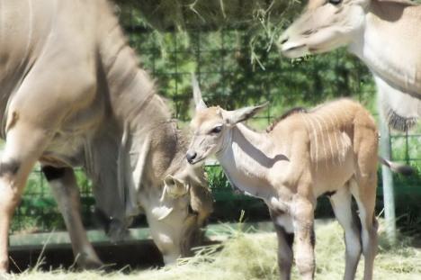 Sezonul puilor la Zoo Oradea: Peste 50 de animăluțe s-au născut la Grădina Zoologică de la începutul anului (FOTO)