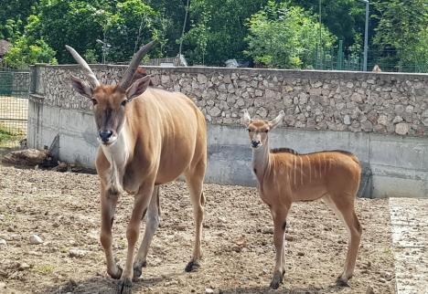 Pui de capucin brun şi antilopă elan, la Zoo Oradea (FOTO)