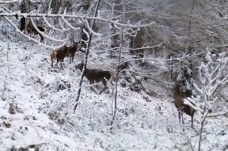 La joacă, în zăpadă: Imagini rare cu căprioare jucându-se, surprinse în pădurile din Apuseni (VIDEO)