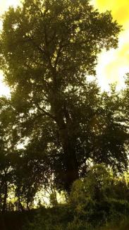 Aqua Crisius a inventariat 11 arbori seculari din Lunca Crişului Negru (FOTO)