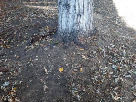 Nu vătămaţi copacii! Bărbatul prins că tăia rădăcinile unui arbore din Oradea, amendat de Poliţia Locală (VIDEO)