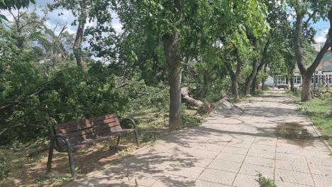 Degajările de arbori continuă! Cât s-au curățat până acum parcurile din Oradea, afectate de furtuna de marți (FOTO)