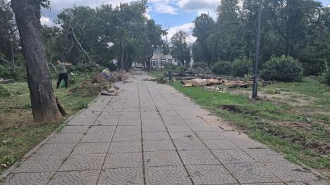 Degajările de arbori continuă! Cât s-au curățat până acum parcurile din Oradea, afectate de furtuna de marți (FOTO)