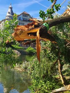 Intervenţie pe malul Crişului în Oradea: Arborii doborâţi de furtună au ajuns în apă (FOTO)