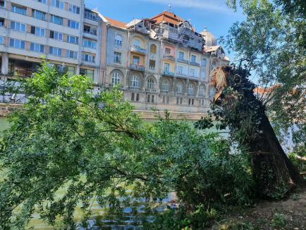 Intervenţie pe malul Crişului în Oradea: Arborii doborâţi de furtună au ajuns în apă (FOTO)
