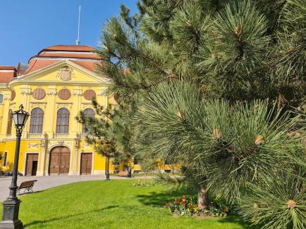 Rădăcini pentru Oradea: Ce specii de arbori se pot planta pe domeniul public din Oradea și cum? (FOTO)