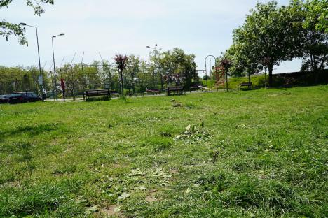 Arbori vs. Pump-track: Zeci de copaci doborâți într-o zonă verde din Oradea, pentru a se amenaja un circuit pentru bicicliști și skateri (FOTO / VIDEO)