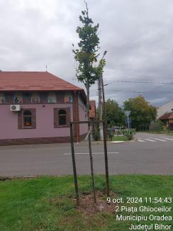 Aproape un sfert din arborii plantați în ultimii 3 ani în Oradea s-au uscat. Firma responsabilă, obligată să-i înlocuiască (FOTO)