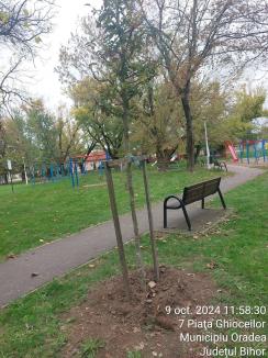 Aproape un sfert din arborii plantați în ultimii 3 ani în Oradea s-au uscat. Firma responsabilă, obligată să-i înlocuiască (FOTO)