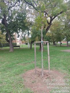 Aproape un sfert din arborii plantați în ultimii 3 ani în Oradea s-au uscat. Firma responsabilă, obligată să-i înlocuiască (FOTO)