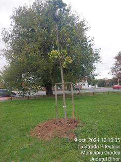 Aproape un sfert din arborii plantați în ultimii 3 ani în Oradea s-au uscat. Firma responsabilă, obligată să-i înlocuiască (FOTO)