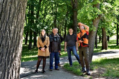 Specialistul în creşterea copacilor Alexandru Purcaru: 'Oradea are nevoie de un management al arborilor' (FOTO)