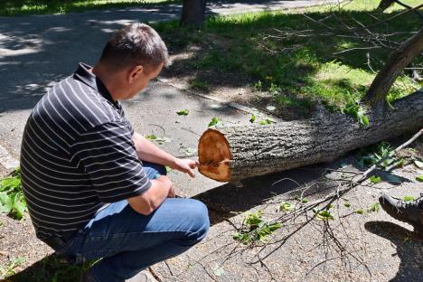 Specialistul în creşterea copacilor Alexandru Purcaru: 'Oradea are nevoie de un management al arborilor' (FOTO)