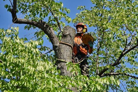 Specialistul în creşterea copacilor Alexandru Purcaru: 'Oradea are nevoie de un management al arborilor' (FOTO)