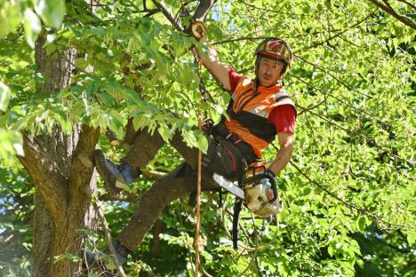 Specialistul în creşterea copacilor Alexandru Purcaru: 'Oradea are nevoie de un management al arborilor' (FOTO)