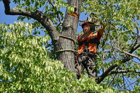 Specialistul în creşterea copacilor Alexandru Purcaru: 'Oradea are nevoie de un management al arborilor' (FOTO)