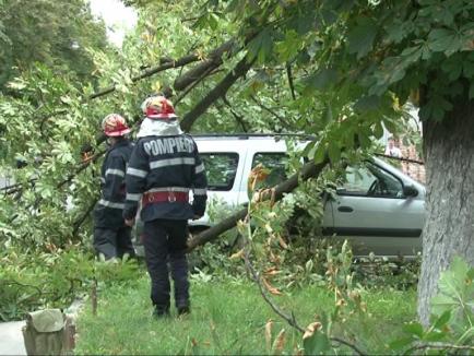 Vijelie păguboasă: Un copac a căzut peste două maşini parcate în Oradea, alţi doi arbori au blocat trotuarele şi o pistă de biciclete