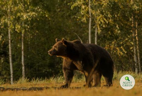 Cel mai mare urs din România, împuşcat ilegal de un prinţ din Austria. Garda de Mediu a început o anchetă