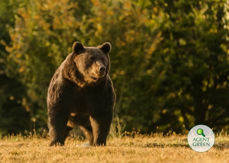 Cel mai mare urs din România, împuşcat ilegal de un prinţ din Austria. Garda de Mediu a început o anchetă