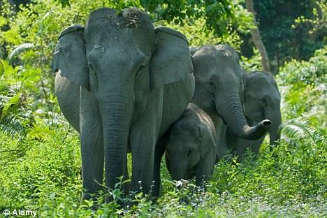 50 de elefanţi beţi au devastat un sat din India