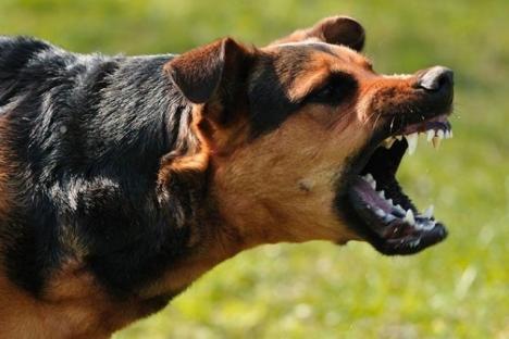 Caz șocant la Telechiu: Un adolescent a fost atacat de câini