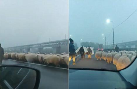 Autostrada A2, blocată de oi şi măgari. Ciobanul a primit amendă de peste 4.000 de lei (VIDEO)