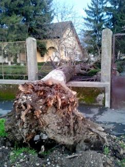 Vântul a doborât mai mulţi copaci în Oradea, dar fără mari pagube (FOTO)