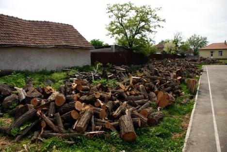 Parcul din pădure: Un primar a ras 2,6 hectare de salcâmi ca să facă un parc, deşi nu are bani (FOTO)