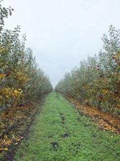 Eco Merită! Cea mai mare livadă de mere ecologice din România este la Cheresig (FOTO)