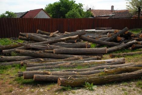 Parcul din pădure: Un primar a ras 2,6 hectare de salcâmi ca să facă un parc, deşi nu are bani (FOTO)