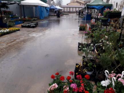 Oameni şi maşini: Vânzătorii de flori din Piaţa Cetate a Oradiei sunt ţinuţi în ploaie, dar vehiculele lor, la adăpost (FOTO)