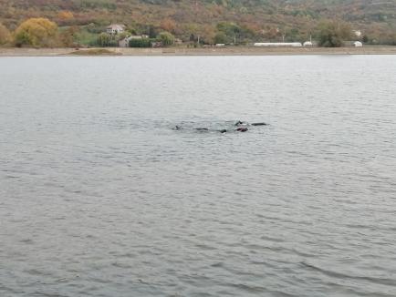 Un tânăr de 21 de ani a dispărut în apele Barajului Fughiu. Este căutat cu scafandri (FOTO/VIDEO)